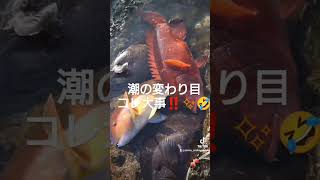 ラスト一時間！daiwaumibouzu 全関西磯釣連盟 石鯛 イシガキダイ 底物 クチジロ クエ DAIWA daiwa磯 Fishing feelalive 釣りは楽しく [upl. by Ayiram]