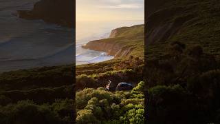 📍Great Ocean Road VIC travelaustralia greatoceanroad campingaustralia bestcamping [upl. by Negaet]