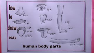 how to draw human body parts easyhuman body parts drawingdraw human body diagram [upl. by Trstram111]