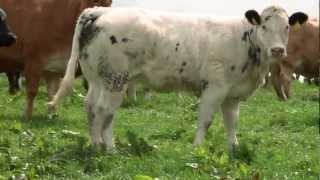 Belgian Blue  Quality Irish Livestock [upl. by Bores990]