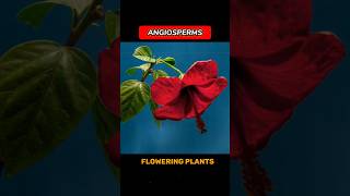 ANGIOSPERMS angiosperms  WHAT ARE ANGIOSPERMS  shortsviraltrending •ONLY FOR LEARNERS• [upl. by Adamek]