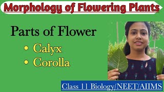 Parts of Flower  Calyx  Corolla  Ch5 Morphology of Flowering Plants  Class 11 BiologyNEET [upl. by Hcirteid]