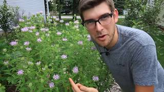 How to Grow Wild Bergamot aka Bee balm  Complete Growing Guide [upl. by Tarah132]