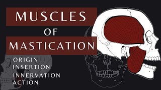 Muscles of Mastication  Gross Anatomy and Physiology Masseter  shorts anatomyphysiology [upl. by Chud974]