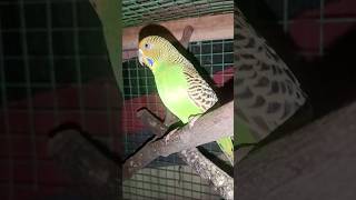 Budgies perrot original voice birds [upl. by Yvel]