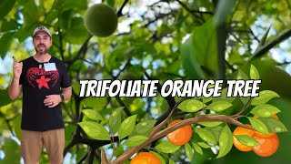 Trifoliate Orange Tree [upl. by Artenal930]