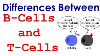 Differences between T lymphocyte and B lymphocyte [upl. by Ylam]