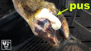 HUGE PUS ABSCESS in COWS HOOF  The Hoof GP [upl. by Nahsor784]