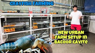 CRAYFISH FARMINGFROM SEAMAN NUONMAGSTART NG CRAYFISH FARMING NGAYON NEWLY BUILD URBAN FARM SETUP [upl. by Asin856]