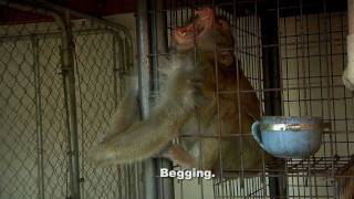 ARC Saves 4 Macaque Monkeys from Cruel Confines [upl. by Werner220]