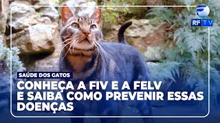 RF Pets  Fiv e Felv O que são essas doenças que acometem os gatos [upl. by Polk]