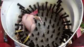 How to pluck a chicken in 14 seconds  Homemade Whizbang Chicken Plucker [upl. by Fredric]