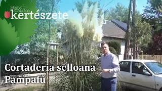 Cortaderia selloana  Pampafű [upl. by Dalury]