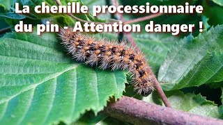 La chenille processionnaire du pin Attention danger [upl. by Elyrehc101]