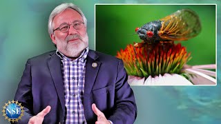 What are Cicadas Biologist Explains [upl. by Arytas]