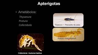 zoo 26 Ordenes de la caja entomologica [upl. by Nnylahs759]