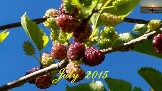 Mulberry tree plant amp harvest  Maulbeerbaum einpflanzen amp ernten [upl. by Eziechiele10]