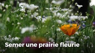 Comment créer une prairie fleurie [upl. by Buschi]