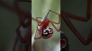 There’s A RED WIDOW spider wildlife [upl. by Alejandrina897]