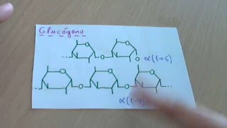 Glucógeno o glicógeno  Biología [upl. by Wyler]