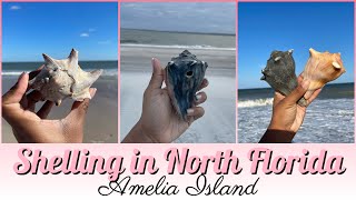 Shelling at Amelia Island [upl. by Crisey]