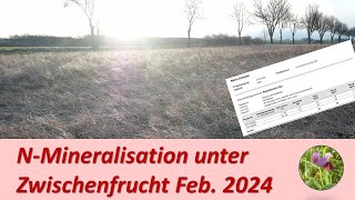 N Mineralisation der Zwischenfrucht im Februar 2024 [upl. by Emmuela]