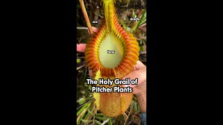 The Holy Grail of Carnivorous Pitcher Plants [upl. by Anirrak]