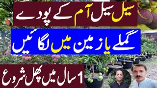 Mango Farming In Pakistan  All time Mango plant Grafted  Kissan Pakistan [upl. by Ralli464]