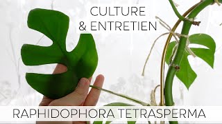 🪴 Comment entretenir le rhaphidophora tetrasperma  Culture amp entretien monstera minima 🌿 [upl. by Linzy]