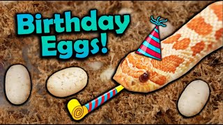 My Favorite Snake Laid Eggs on my Birthday [upl. by Port]