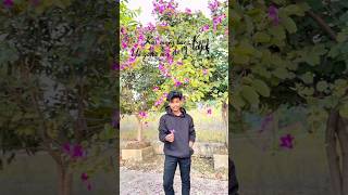 mor jaan like kar de 🤭🌹trendingshorts cg chhattisgarh shortvideos [upl. by Athal]