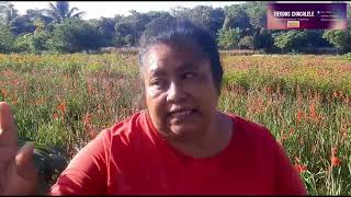 Parcelas de flores en Masaya y Catarina listas para adornar sepulcros de los Fieles Difuntos [upl. by Akina]