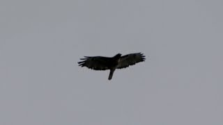 Screech Call of Redtailed Hawk in Flight [upl. by Nerhe215]