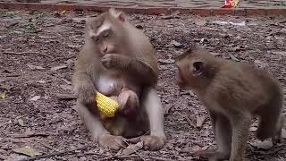 Sweet Family Monkey Rose Robin Brady So Sweet [upl. by Kluge]