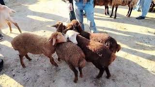 19052024 MAŞTAĞA QOYUN KEÇİ BAZARI 🐑🐐 🇦🇿 [upl. by Nwavahs]