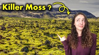 Ordovician Mass Extinction Causes amp Consequences  GEO GIRL [upl. by Rebmat]