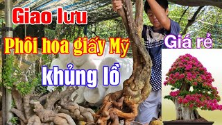 Phôi hoa giấy Mỹ khủng lồ giao lưu giá rẻ bao sống bao ship toàn quốc [upl. by Jarlathus]