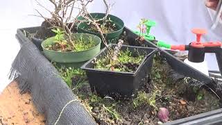 Cleaning up a sand tray with shohin and mame sized bonsai and prebonsai [upl. by Enomal750]