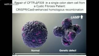 Clevers H 2015 Wnt signaling Lgr5 stem cells organoids and cancer [upl. by Jeanne454]