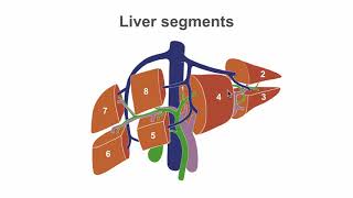 Mastering liver anatomy before the ultrasound [upl. by Terrab523]