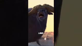 lion animation Movie Recap  King of the Land movierecap film [upl. by Eirallam]