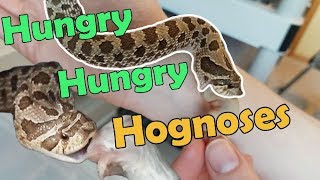 Feed My Pet Friday Hognose Snakes II [upl. by Gautious235]