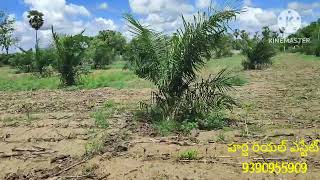 land for sale khammam 35 ఎకరాల పామాయిల్ తోట అమ్మబడును 9390955909 [upl. by Sedecram]