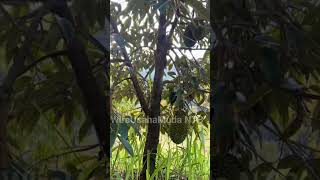 Bibit dirian harga 1 juta buah pruningduriandimusimhujan fruit durian garden [upl. by Oigaib645]