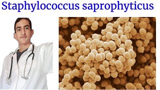 Staphylococcus saprophyticus [upl. by Drape748]