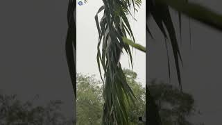 🇹🇭 THAILEX VDO Palm Tree Tension Will the Monkey Make It [upl. by Ecikram]