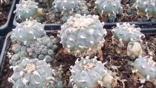 Lophophora williamsii peyote Mutterpflanzen [upl. by Buehler125]