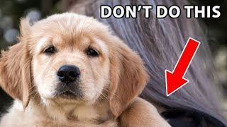 12 Things Golden Retrievers Hate That Humans Do [upl. by Swann]