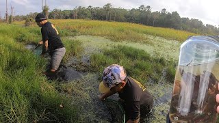 MUITA MUTUCA E PEIXE BETTA NO ALAGADO EM FORTALEZA [upl. by Terpstra]