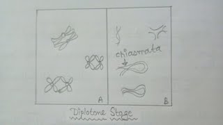 Diplotene Stage  How to Draw Diplotene Stages of Meiosis  What is Diplotene Stage [upl. by Arema582]